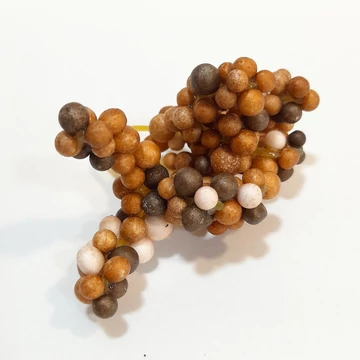 Matt barna fürtbogyó, mérete kb. 6x6 cm, bogyók mérete: 0,4-0,6 cm