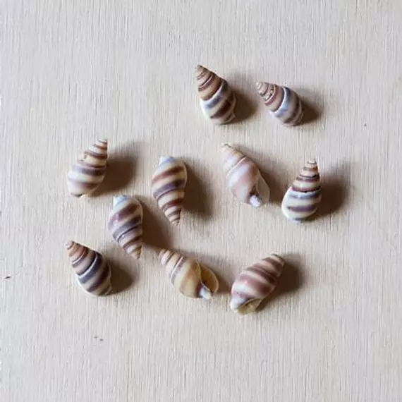 Mini csíkos csiga, 10db/cs. Mérete: 10-20 mm