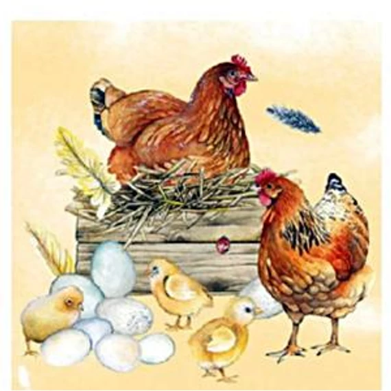 Breeding chicken