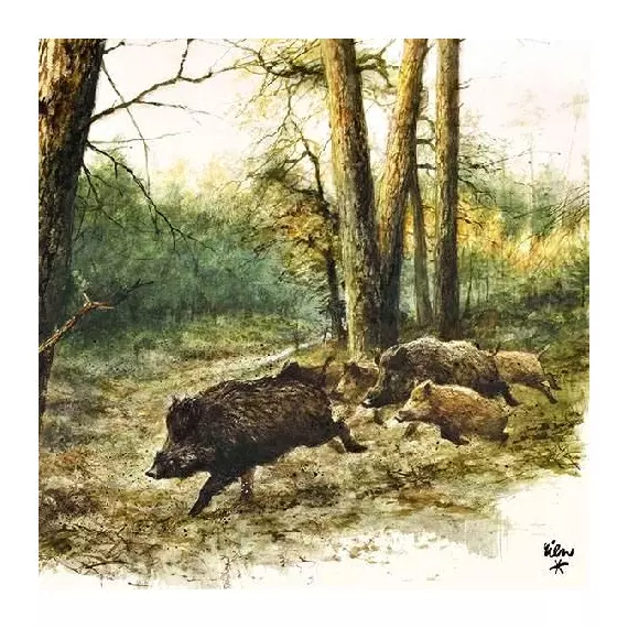 Szalvéta – Wild boars in the woods